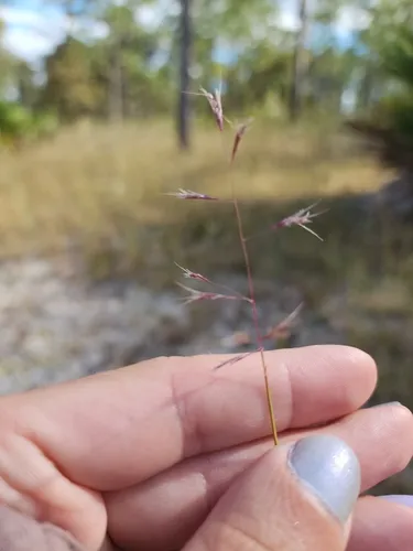 Perennial Sandgrass
