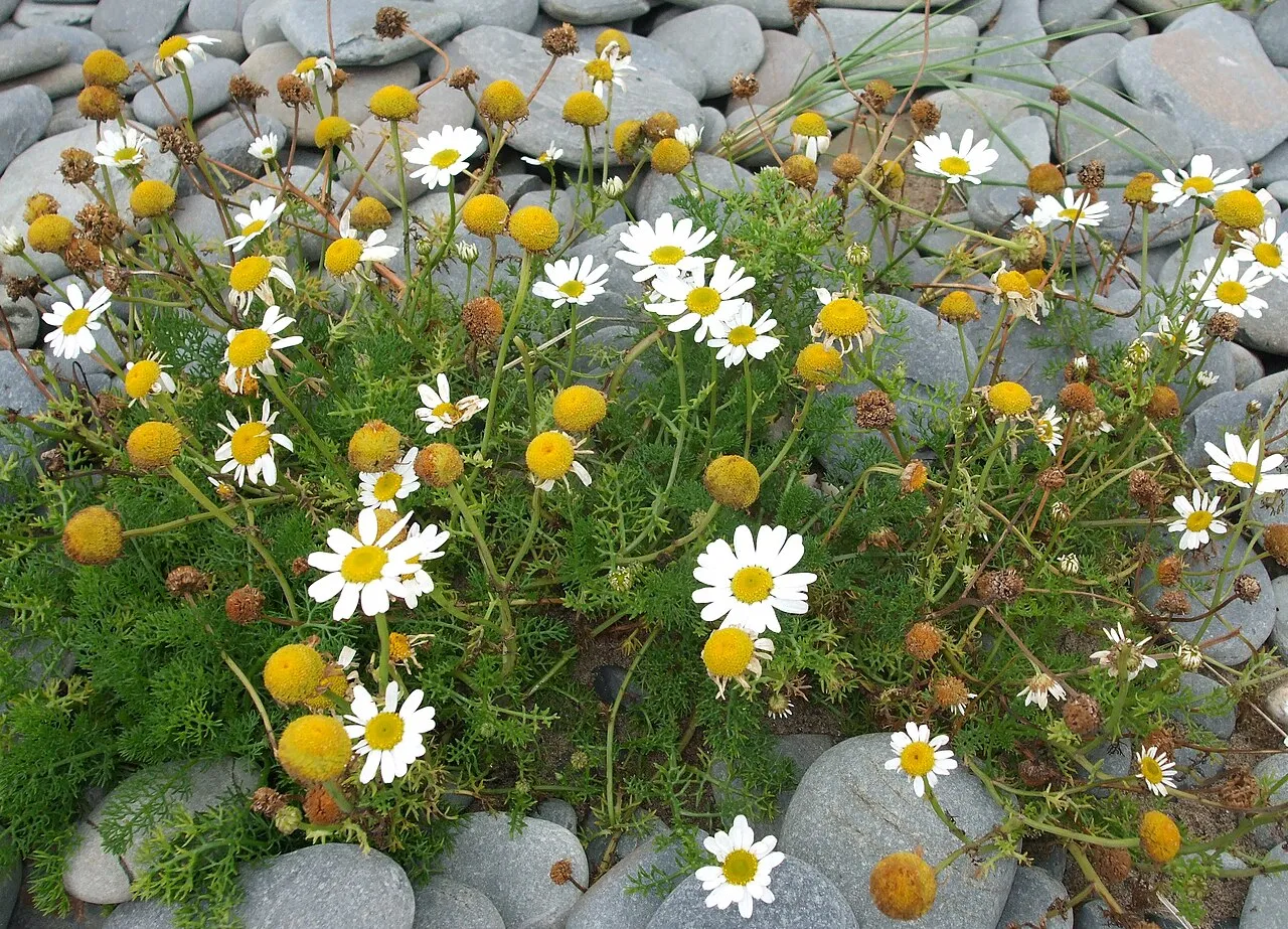 False Mayweed (subsp. maritimum) — photo by User:Jamesnbryant
