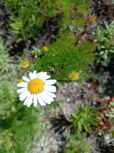 False Mayweed — photo by Océane Magali Lamarque