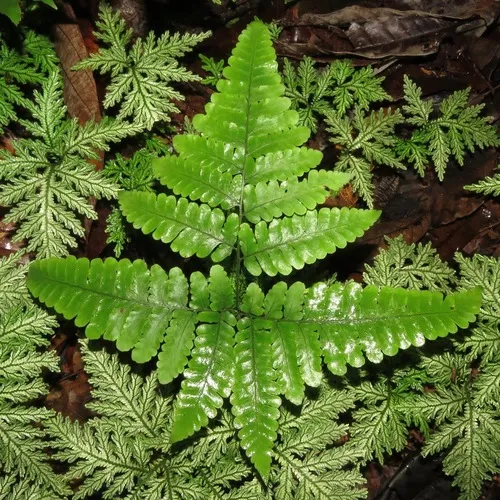 Fountain Fern — photo by Rich Hoyer