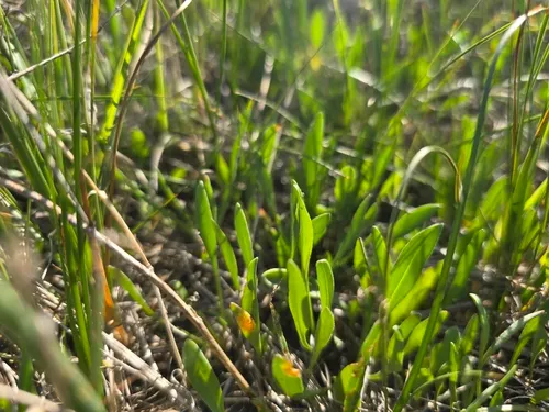 Sea Aster — photo by David Sandler