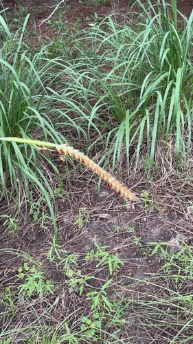 Eastern Gamagrass