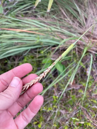 Florida Gamagrass — photo by Jennifer Possley