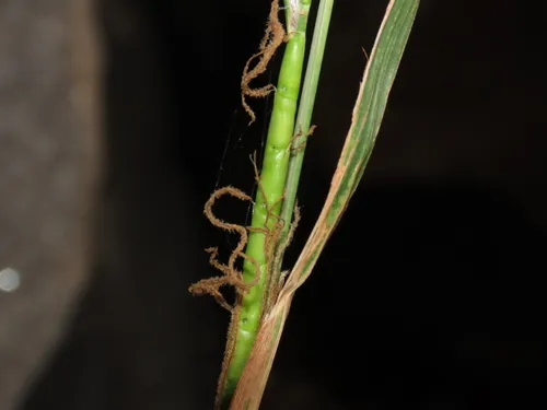 Mexican Gamagrass