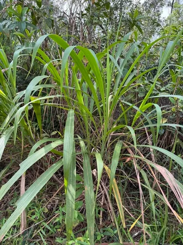 Wideleaf Gamagrass — photo by Cin-Ty Lee