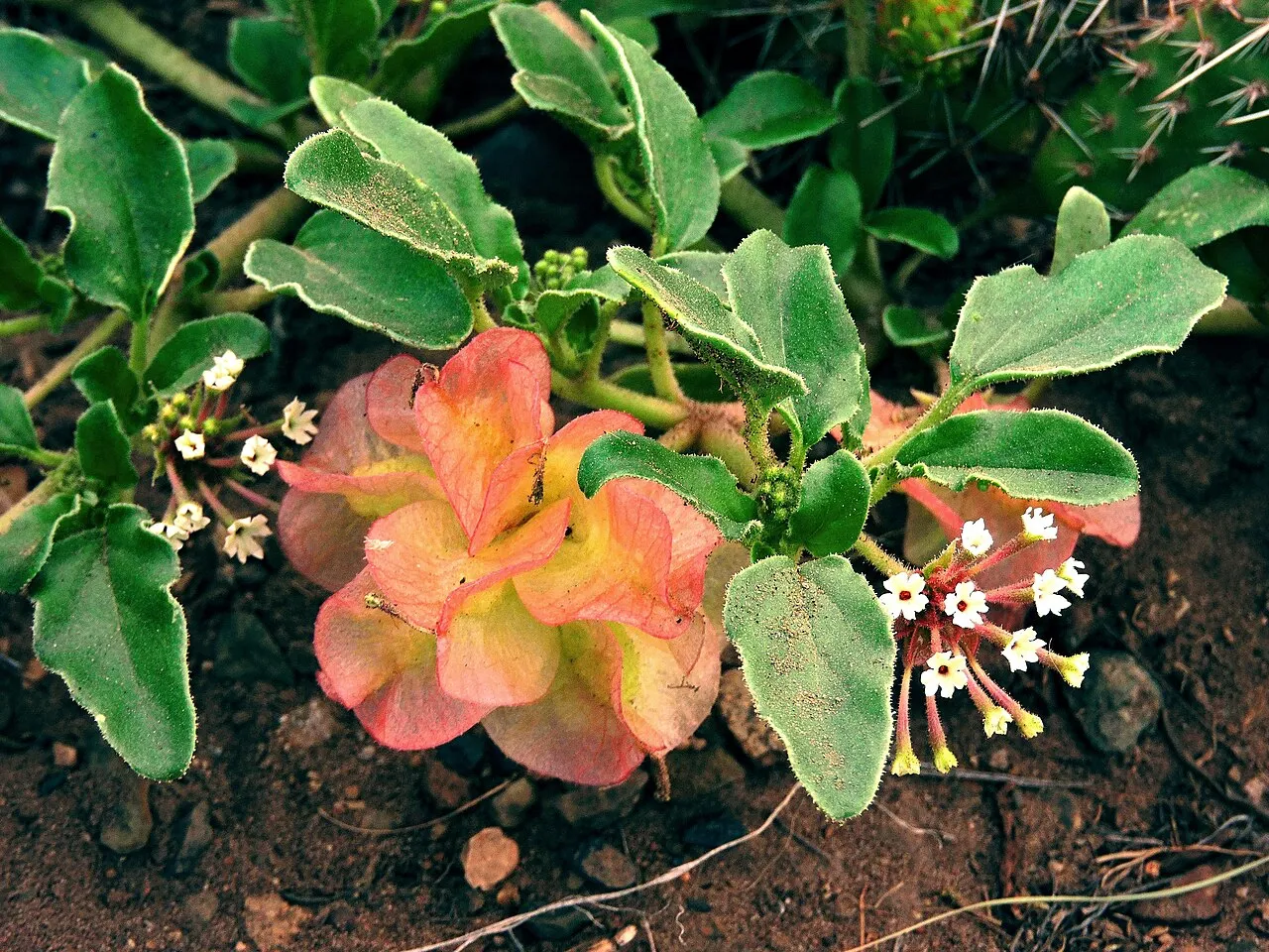 Smallflower Sandverbena — photo by Great Sand Dunes National Park and Preserve