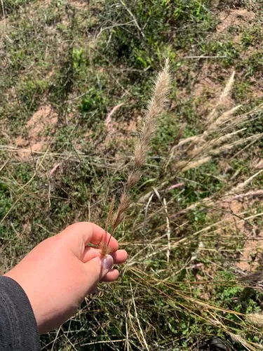 Purple Needlegrass — photo by venator00