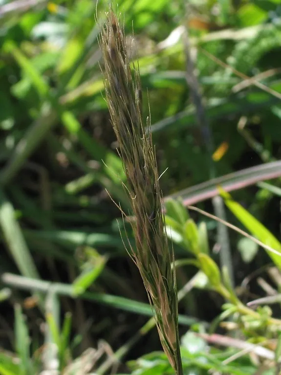 Tall Trisetum