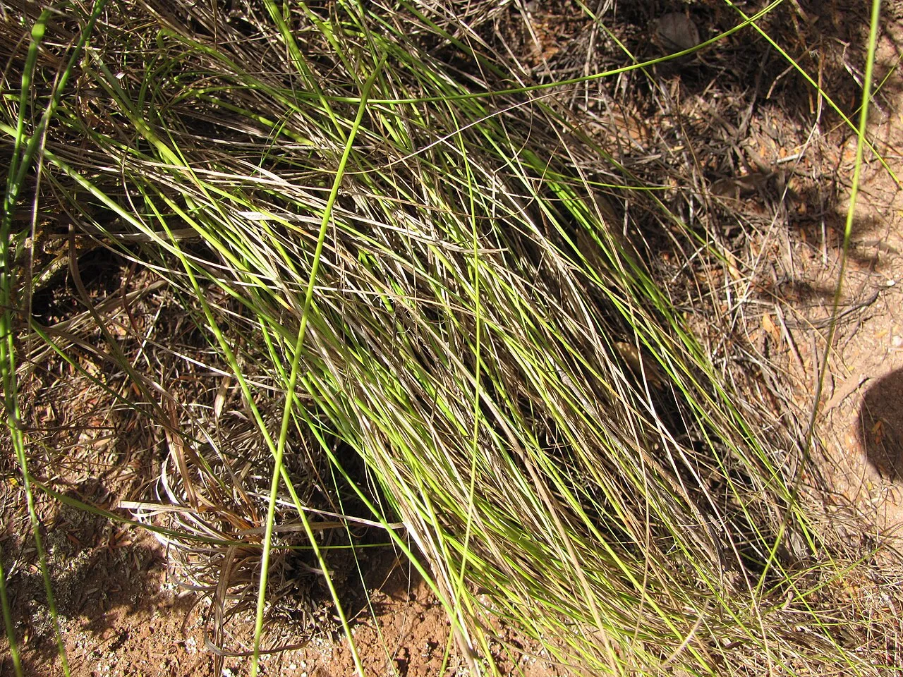 Whitney's False Oat — photo by Forest and Kim Starr