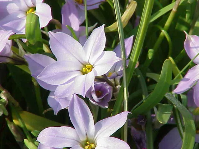 Springstar