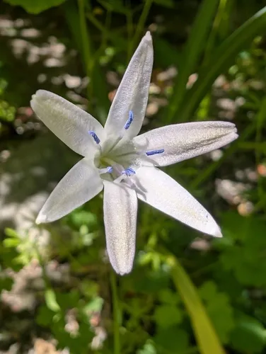 Bridges' Brodiaea