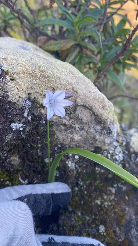 San Clemente Island Triteleia — photo by jpatt