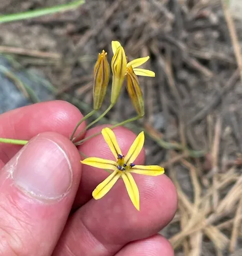 Dudley's Triteleia