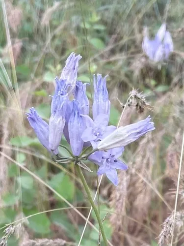 Largeflower Triteleia