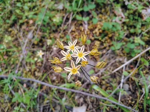 Henderson's Triteleia