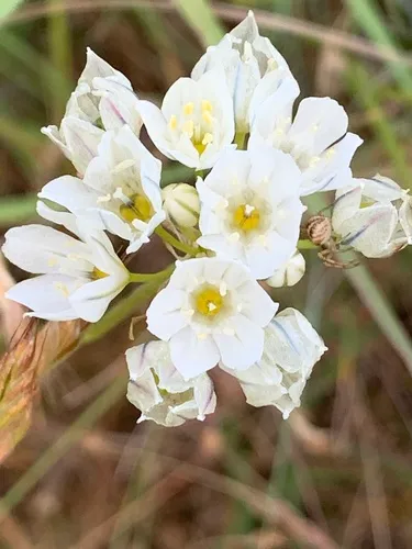 White Brodiaea — photo by Mathias Anderson
