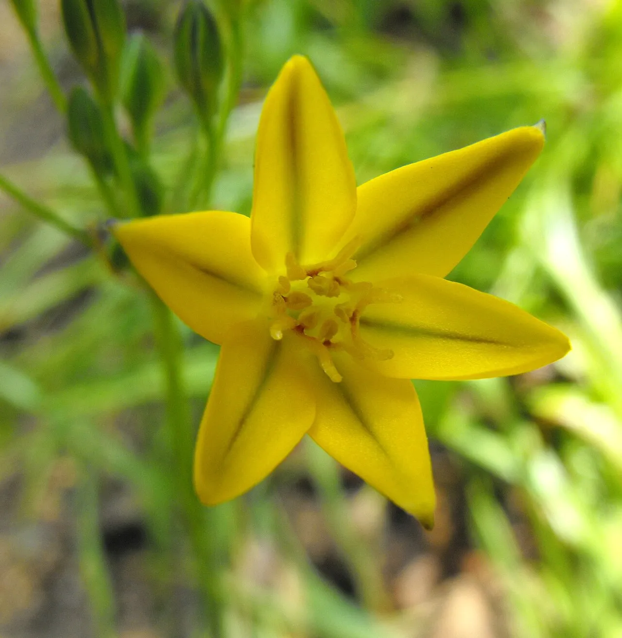 Golden Brodiaea (subsp. ixioides) — photo by Stickpen
