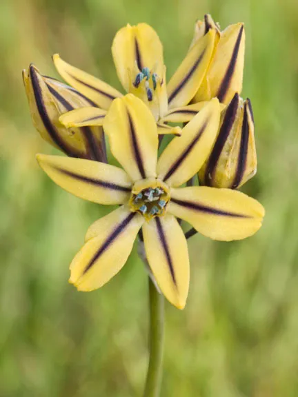 Prettyface (subsp. unifolia) — photo by marlin harms