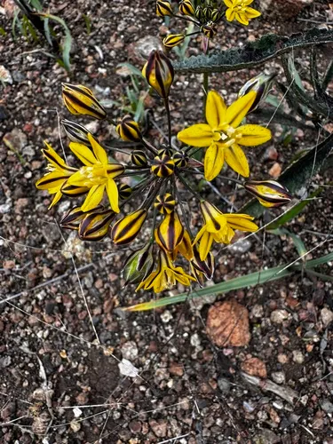 Coast Range Triteleia