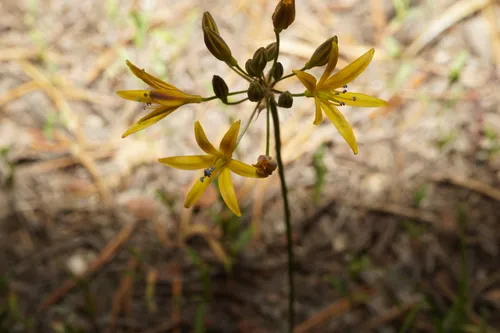 Sierra Triteleia — photo by Anthony Ye