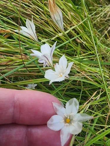 Long-ray Brodiaea — photo by Rupert Clayton