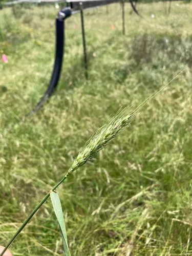 Common Wheat