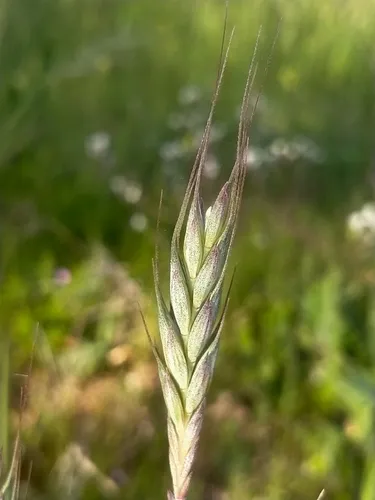 Rivet Wheat