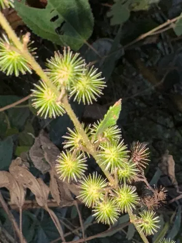 Sacramento Burbark