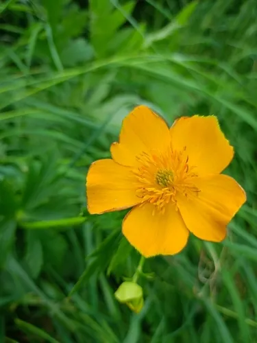 Kamchatka Globeflower
