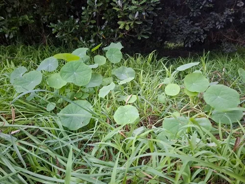 Nasturtium — photo by Sean T