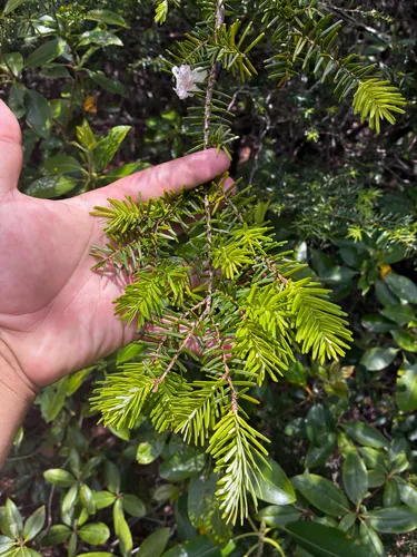 Carolina Hemlock
