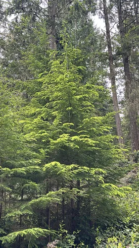 Western Hemlock