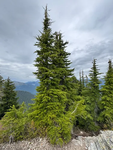 Mountain Hemlock