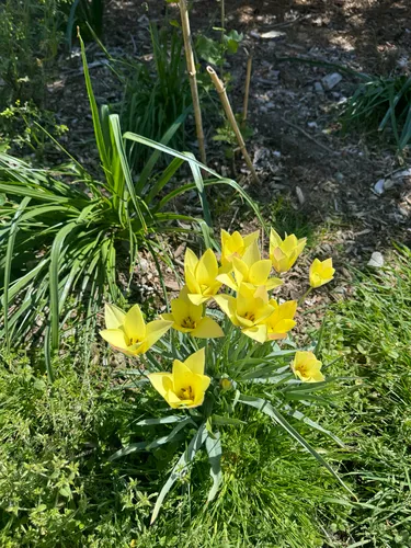Lady Tulip