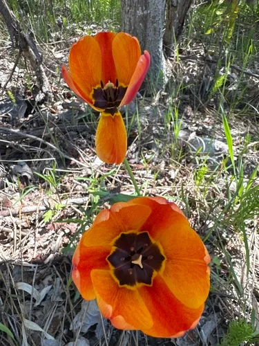 Didier's Tulip — photo by lucrmjr
