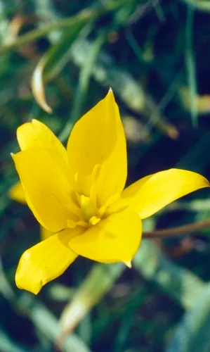 Wild Tulip
