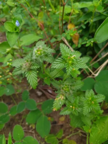 Yellow Alder