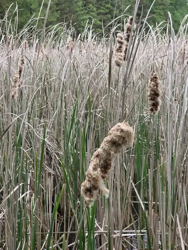 Narrowleaf Cattail — photo by Наталія Кратасюк