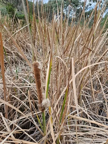 Southern Cattail