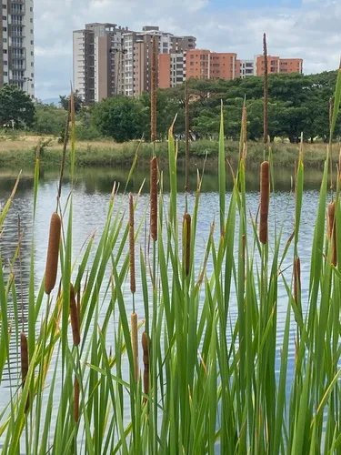 Broadleaf Cattail