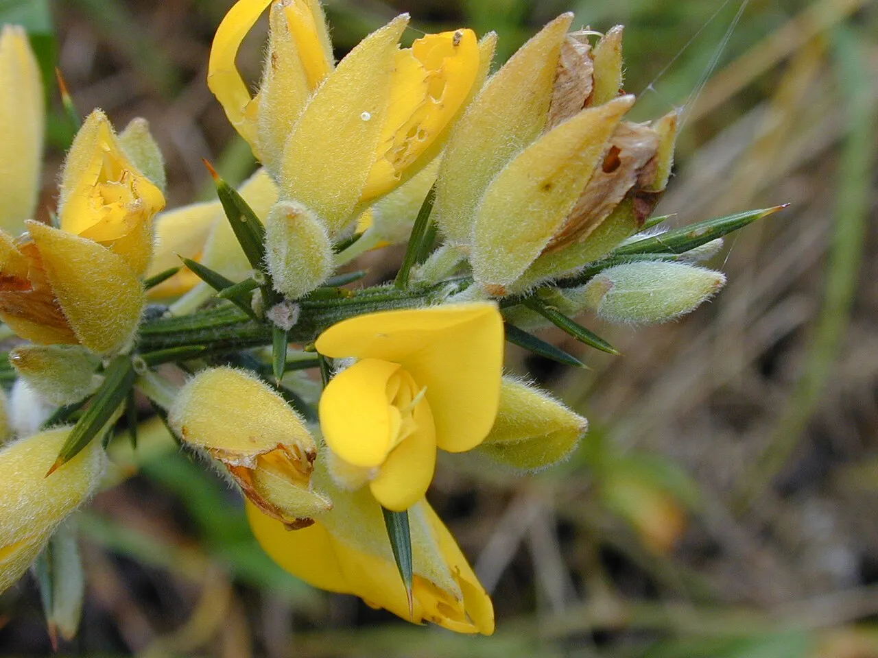 Common Gorse — photo by Forest & Kim Starr