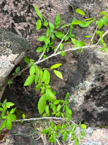 Winged Elm