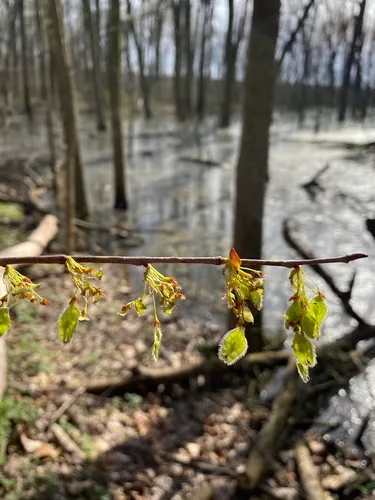 American Elm