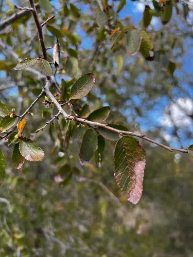 Cedar Elm