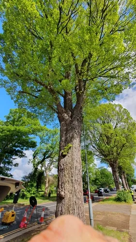 English Elm — photo by Ian Butler