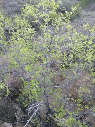 Siberian Elm — photo by Святослав Власенко