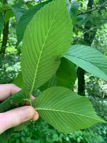 Slippery Elm