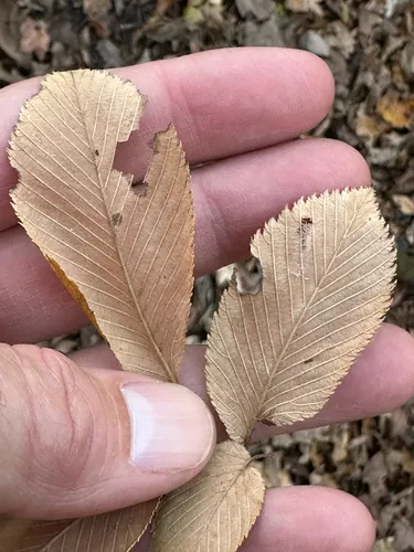 September Elm