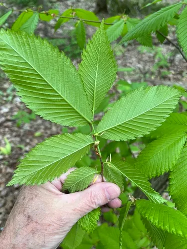 Rock Elm