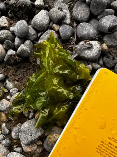 Sea Lettuce